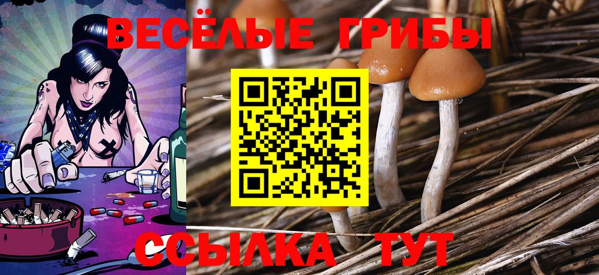 Псилоцибиновые грибы Psilocybine cubensis Ипатово